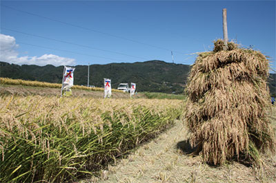 実った田んぼの画像