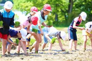 国見小学校田植え