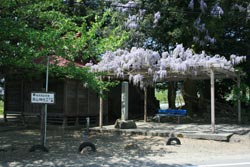 深山神社の大榧・大藤の写真2