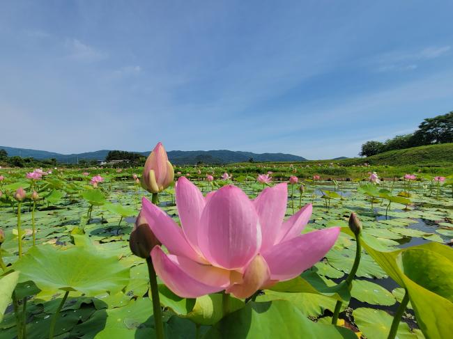 中尊寺蓮の開花状況