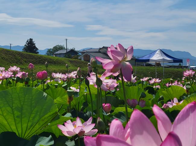 蓮の開花状況