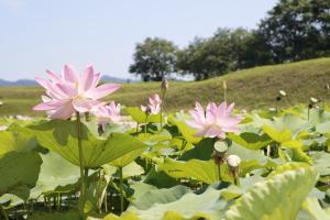 あつかし千年公園